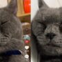 Kucing lucu