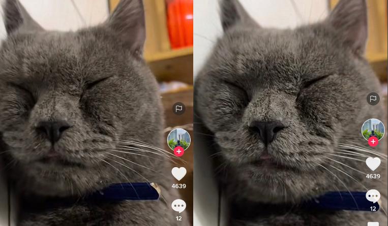 Kucing lucu