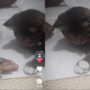 Kucing bermain