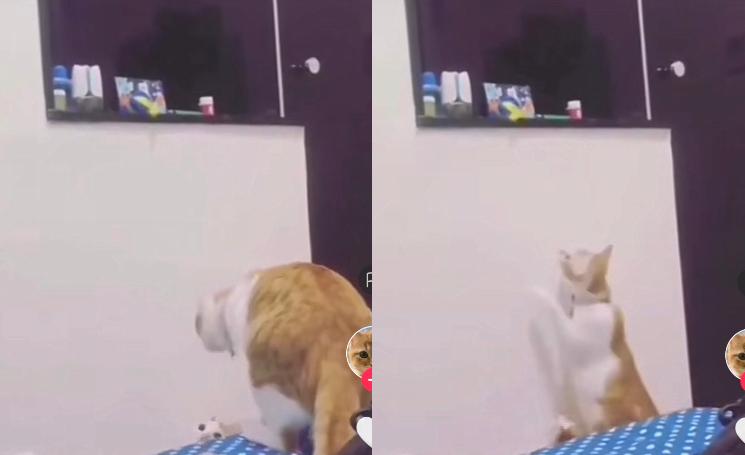 Kucing bermain