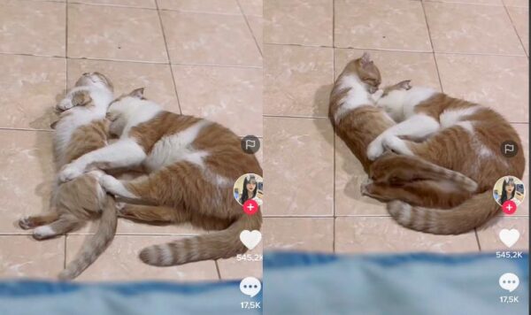 Video Dua Kucing Lagi Bermesraan, Bikin Baper