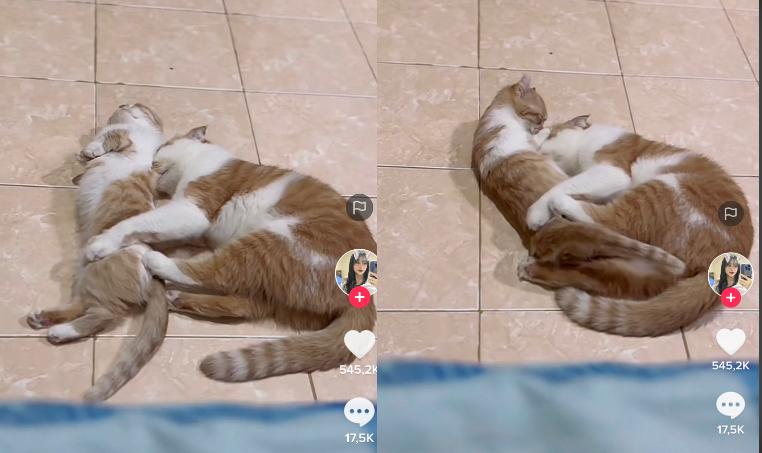 Kucing mesra