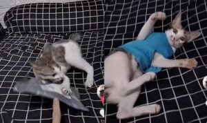 Video Kucing Dapat Hadiah dari Pemiliknya, Endingnya Tak Terduga