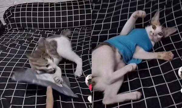 Video Kucing Dapat Hadiah dari Pemiliknya, Endingnya Tak Terduga