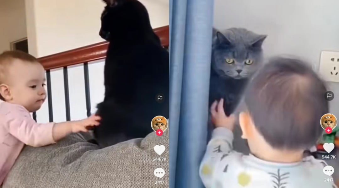 Kucing bermain