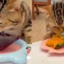 Kucing makan
