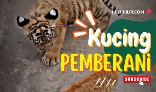Video: Kucing Oren Vs Anak Harimau