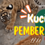 Kucing Pemberani