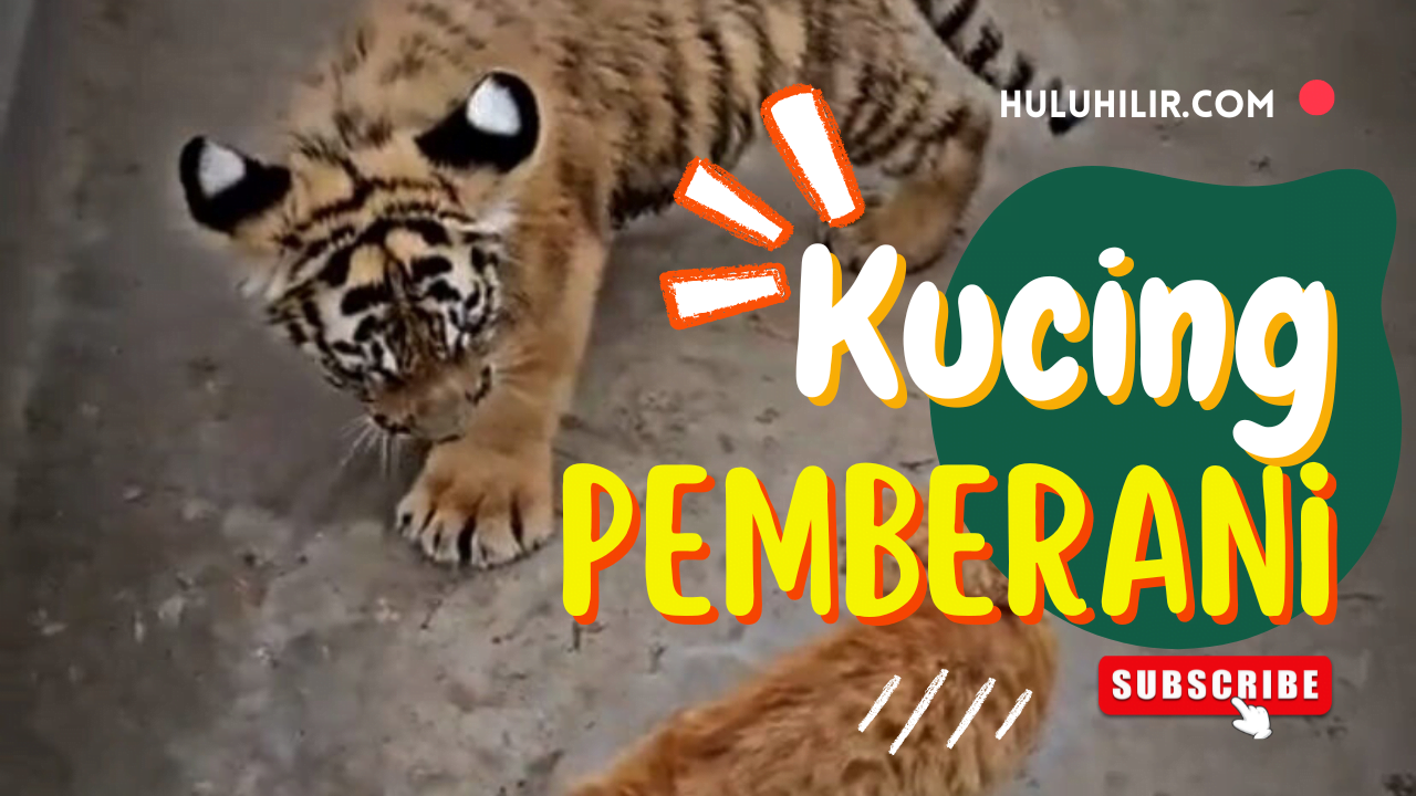 Kucing Pemberani