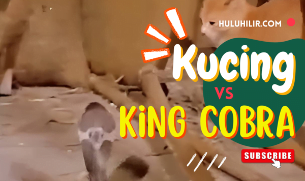 Video Pertarungan Kucing vs King Cobra