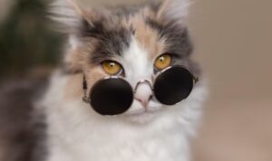 Sejarah Kucing dalam Islam: Peran Penting dalam Sejarah, Kebudayaan, dan Tradisi Muslim