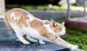 Rekomendasi Nama Kucing yang Unik dan Menarik
