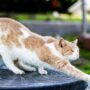 Rekomendasi Nama Kucing yang Unik dan Menarik