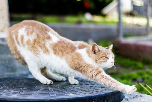 Rekomendasi Nama Kucing yang Unik dan Menarik