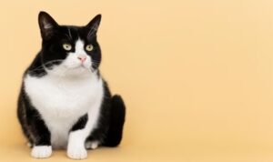 Pertolongan Pertama pada Kucing Keracunan, Mengenal Gejala