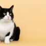 Pertolongan Pertama pada Kucing Keracunan