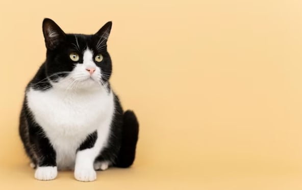 Pertolongan Pertama pada Kucing Keracunan