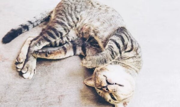 Penyebab Kucing Tiba-Tiba Lemas Tidak Bisa Berjalan dan Cara Mengobatinya