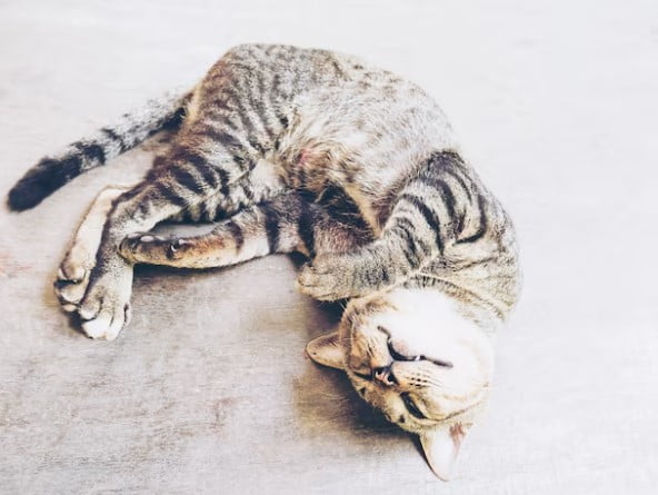 Penyebab Kucing Tiba-Tiba Lemas Tidak Bisa Berjalan dan Cara Mengobatinya