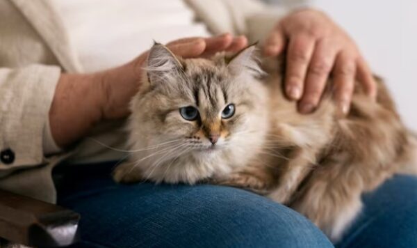 Keistimewaan Kucing Tabby, Segala yang Perlu Anda Ketahui Tentang Kekhasan Kucing Ini