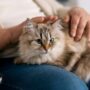 Keistimewaan Kucing Tabby