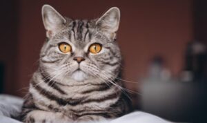 Apa Hukum Membuang Kucing dalam Islam? Ini Dia Jawabannya!
