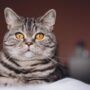 Apa Hukum Membuang Kucing
