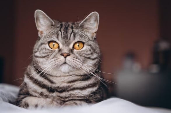 Apa Hukum Membuang Kucing