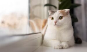 Kenapa Kucing Tidak Pulang? Ketahui Penyebab dan Cara Mengatasinya
