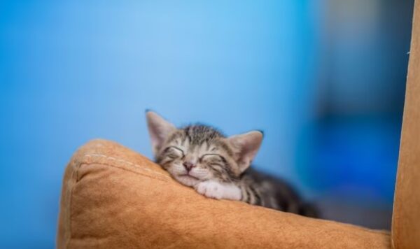 Penyakit Pada Kucing dan Cara Mengobatinya Dengan Benar