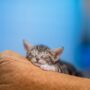 Penyakit Pada Kucing dan Cara Mengobatinya Dengan Benar