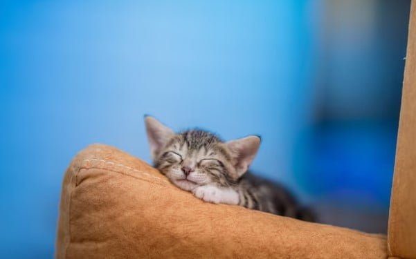 Penyakit Pada Kucing dan Cara Mengobatinya Dengan Benar