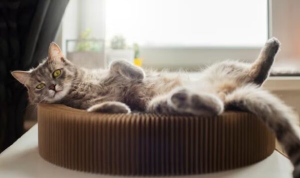 Mengenal Bahasa Kucing dan Artinya
