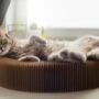 Mengenal Bahasa Kucing dan Artinya
