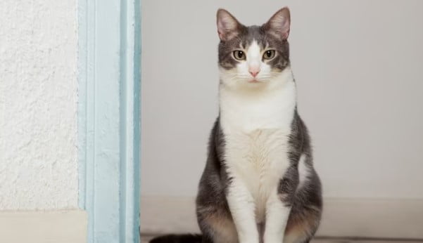 Ciri-ciri Kucing Maine Coon mix Persia dan Keunikannya
