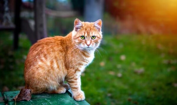 Mitos dan Fakta Menarik tentang Ari Ari Kucing