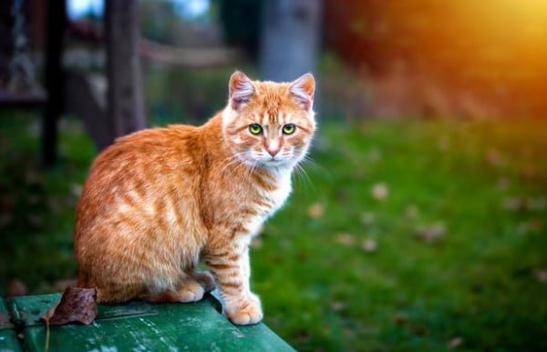 Ciri-Ciri Kucing Peduli Kepadamu
