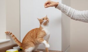 Kucing Ras Singapura, Ini Dia Ciri Fisik hingga Hobinya yang Perlu Anda Ketahui