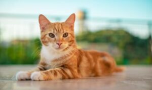 Fakta! Ini Keuntungan Memelihara Kucing