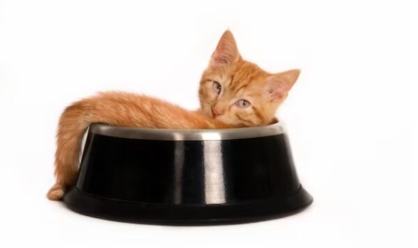 Kucing Somali dan Harganya