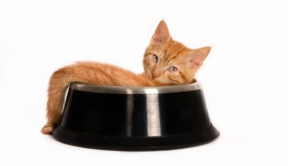 Kucing Somali dan Harganya