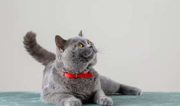 Apakah Kucing Bisa Masuk Angin? Ini Dia Gejala, Pencegahan, dan Perawatannya