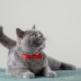 Apakah Kucing Bisa Masuk Angin