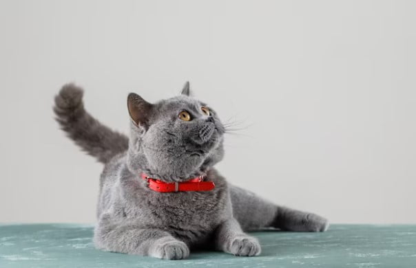 Apakah Kucing Bisa Masuk Angin
