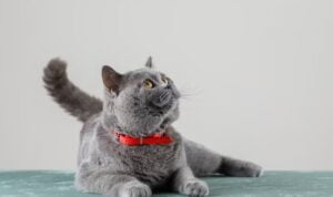 10 Fakta Unik Kucing yang Jarang Diketahui