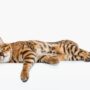Jenis Kucing Besar yang Bisa Dipelihara