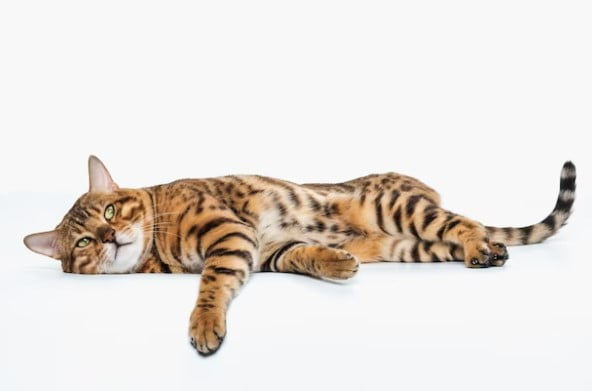 Jenis Kucing Besar yang Bisa Dipelihara