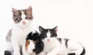 Kenapa Tidak Boleh Memelihara Kucing? Ini Alasannya