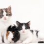 Pelihara Kucing