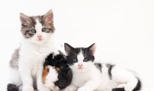 Kucing Makanannya Apa Agar Sehat dan Pintar